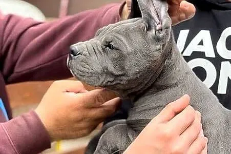 Cane Corso Szczenięta, Pomorskie, Lamk
