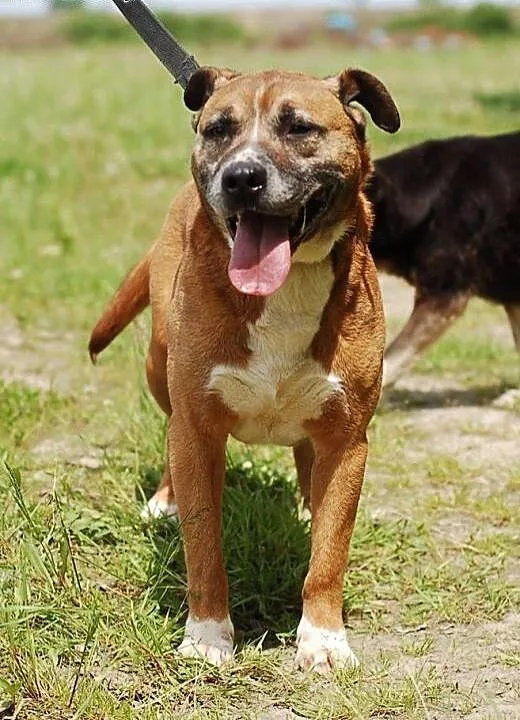 Mistrzu czeka - adoptuj! , Kundelki cała Polska