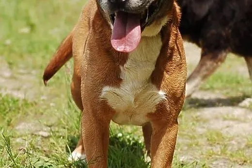 Mistrzu czeka - adoptuj! ,  Kundelki cała Polska