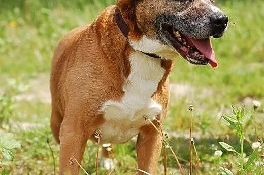 Mistrzu czeka - adoptuj! ,  Kundelki cała Polska