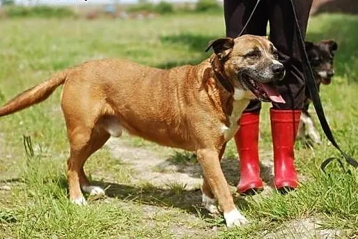 Mistrzu czeka - adoptuj! ,  Kundelki cała Polska