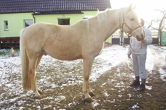Sprzedam Ogiera z licencja Preator