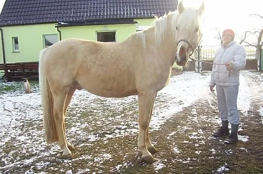 Sprzedam Ogiera z licencja Preator
