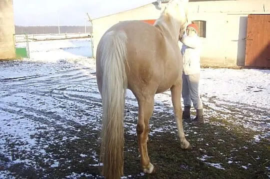 Sprzedam Ogiera z licencja Preator