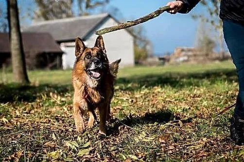 Bartek cudowny owczarek do adopcji,  świętokrzyski