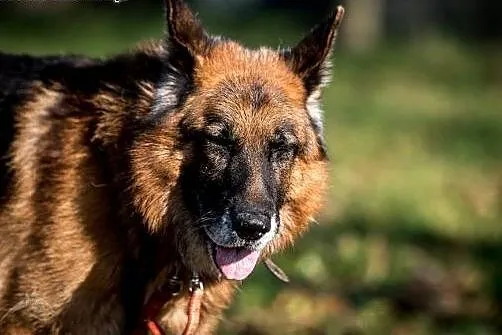 Bartek cudowny owczarek do adopcji,  świętokrzyski