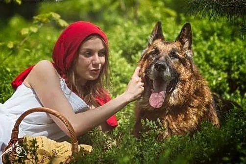 Bartek cudowny owczarek do adopcji,  świętokrzyski