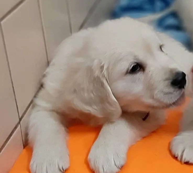 Golden retriever, Wielkopolskie, Ostrów Wielkopolski