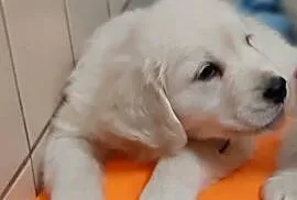 Golden retriever