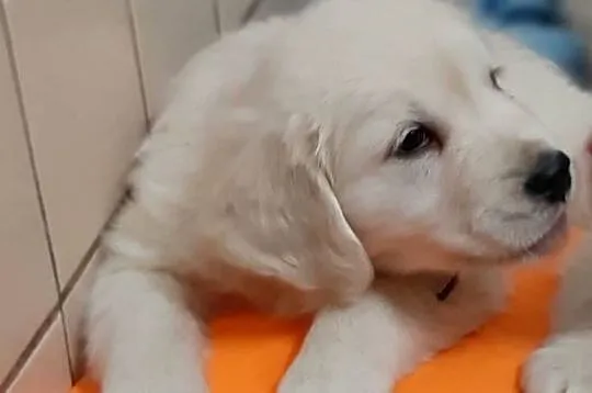 Golden retriever, Wielkopolskie, Ostrów Wielkopolski