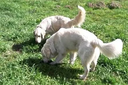 Golden retriever, Wielkopolskie, Ostrów Wielkopolski