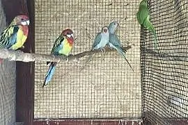 Papugi