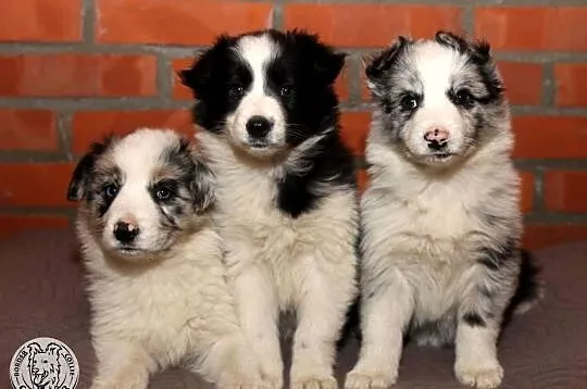 Border Collie coli - szczeniak Blue Merle (badania rodziców), Mazowieckie, Radom