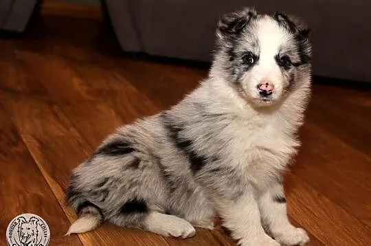 Border Collie coli - szczeniak Blue Merle (badania rodziców), Mazowieckie, Radom