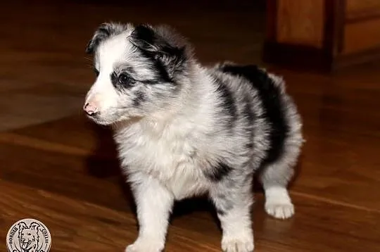 Border Collie coli - szczeniak Blue Merle (badania rodziców), Mazowieckie, Radom
