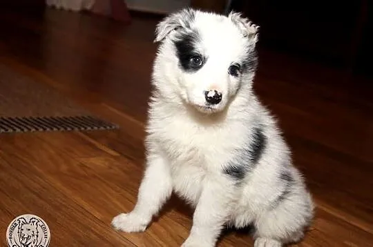 Border Collie coli - szczeniak Blue Merle (badania rodziców), Mazowieckie, Radom