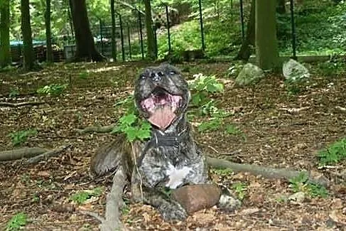 Knyx grzeczny, towarzyski pieszczoch do adopcji !