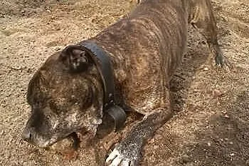 Knyx grzeczny, towarzyski pieszczoch do adopcji !