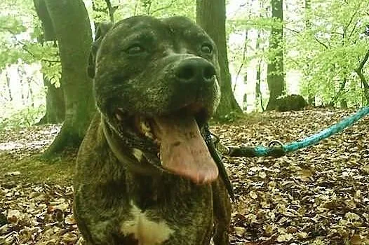 Knyx grzeczny, towarzyski pieszczoch do adopcji !