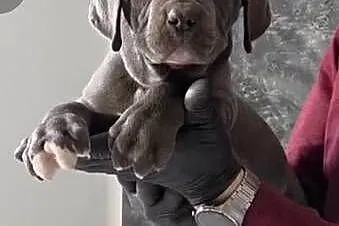 American Bandog, Lubelskie, Tuczna