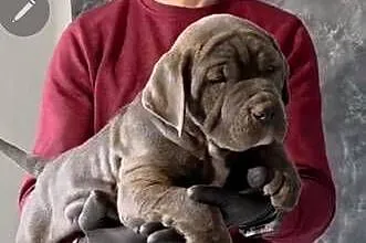 American Bandog, Lubelskie, Tuczna