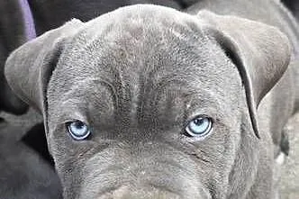 American Bandog, Lubelskie, Tuczna