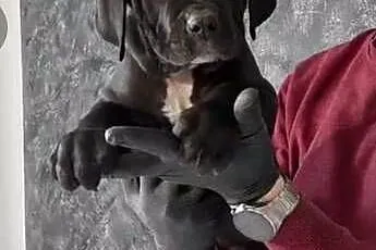 American Bandog, Lubelskie, Tuczna