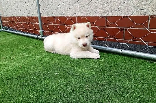 Siberian husky boy