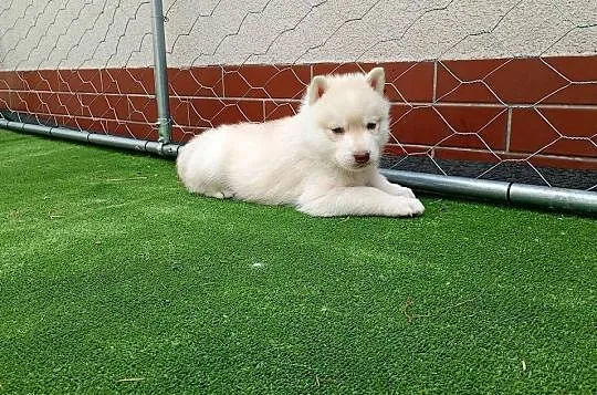 Siberian husky boy, Śląskie, Racibórz