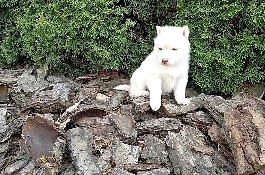 Siberian husky boy, Śląskie, Racibórz