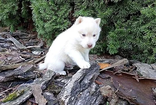 Siberian husky boy, Śląskie, Racibórz