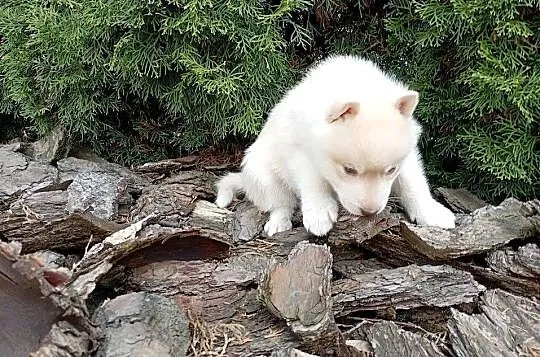 Siberian husky boy, Śląskie, Racibórz