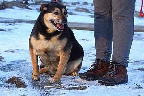 Wesoła, niekonfliktowa Caroline, pokochaj ją!,  Ku