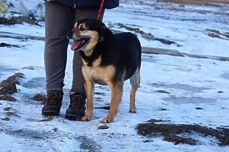 Wesoła, niekonfliktowa Caroline, pokochaj ją!,  Ku