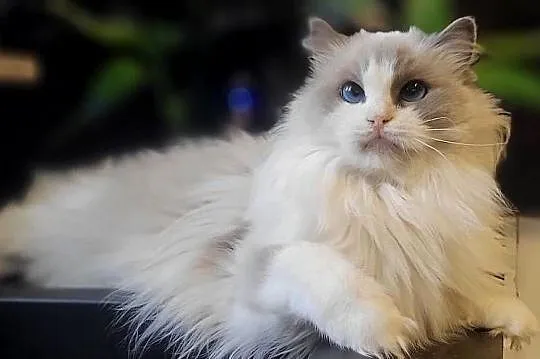 Dorosła kotka Ragdoll z rodowodem, kastratka