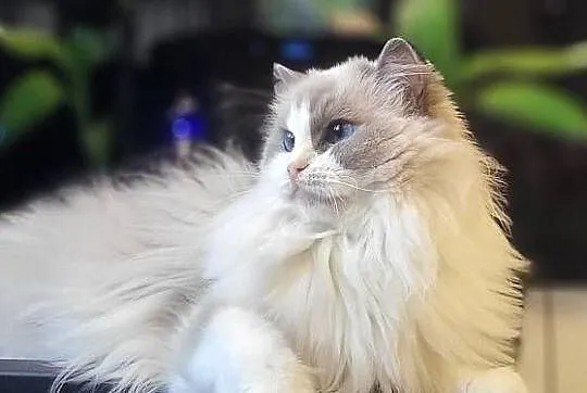 Dorosła kotka Ragdoll z rodowodem, kastratka, Pomorskie, Gdańsk