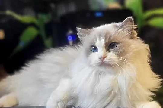Dorosła kotka Ragdoll z rodowodem, kastratka, Pomorskie, Gdańsk