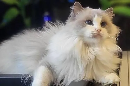 Dorosła kotka Ragdoll z rodowodem, kastratka, Pomorskie, Gdańsk