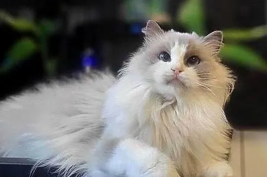 Dorosła kotka Ragdoll z rodowodem, kastratka, Pomorskie, Gdańsk