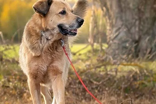 Gucio, cudowny psiak uratowany przed śmiercią, Mazowieckie, Warszawa