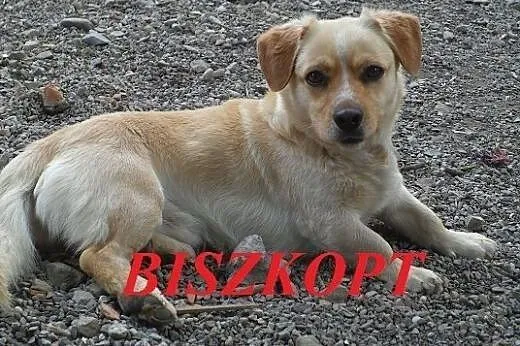 BISZKOPT - szuka swojego czlowieka,  małopolskie Nowy Sącz