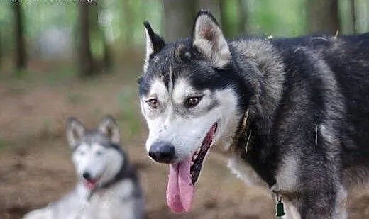 Sibi - wspaniały pies w typie husky szuka kochając