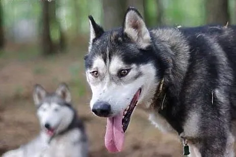 Sibi - wspaniały pies w typie husky szuka kochając