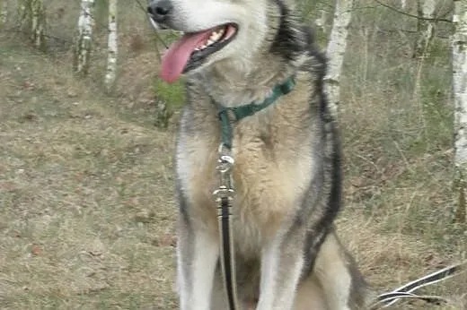 Sibi - wspaniały pies w typie husky szuka kochając