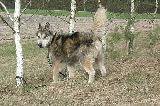 Sibi - wspaniały pies w typie husky szuka kochając