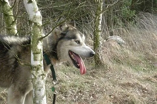 Sibi - wspaniały pies w typie husky szuka kochając