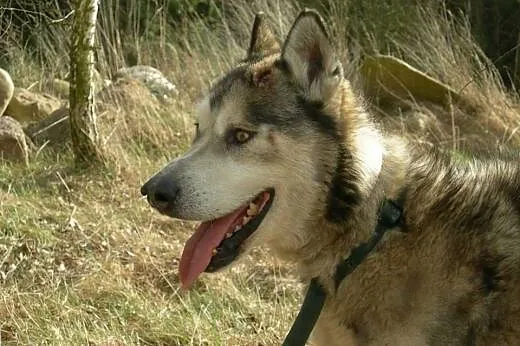 Sibi - wspaniały pies w typie husky szuka kochając