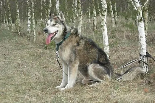 Sibi - wspaniały pies w typie husky szuka kochając
