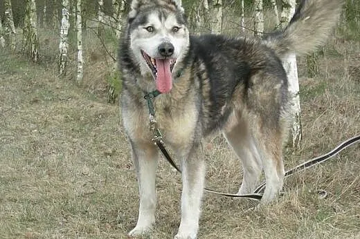 Sibi - wspaniały pies w typie husky szuka kochając