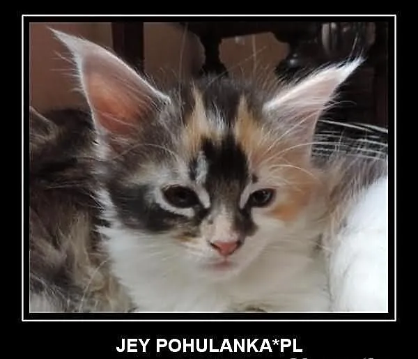 JEY szylkretowa kotka
